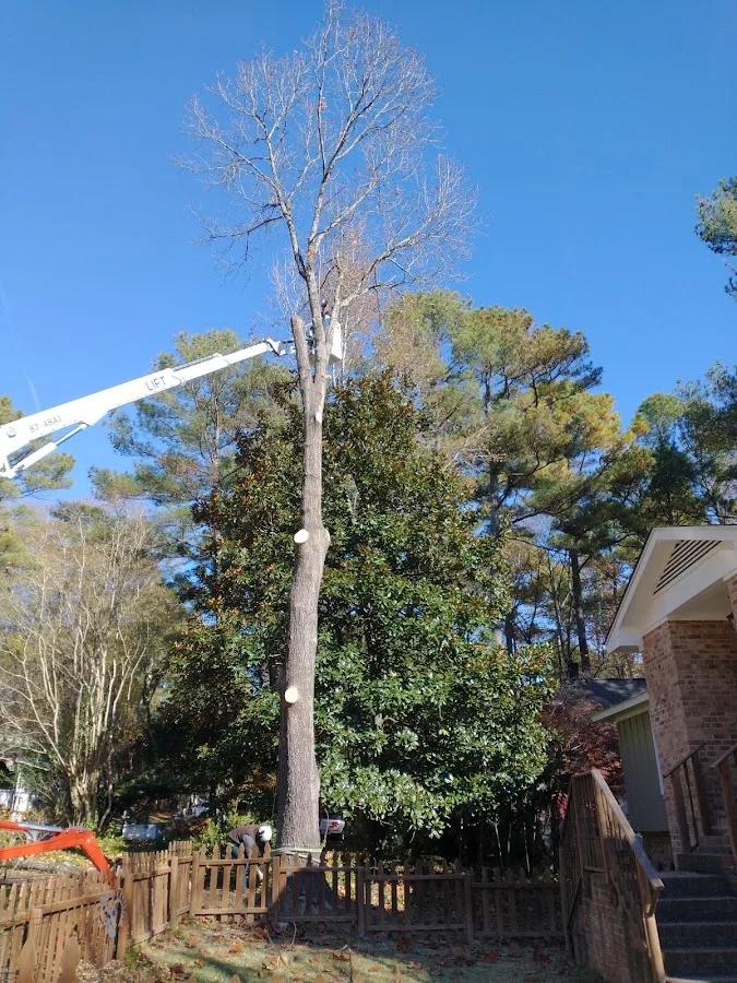 Longhorn Tree Service