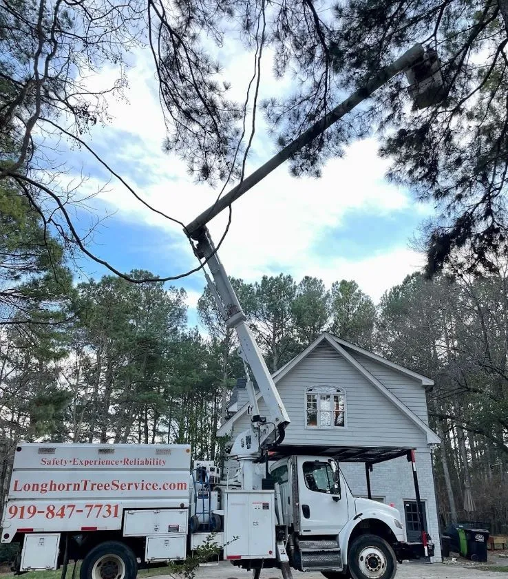 Longhorn Tree Service gallery 2