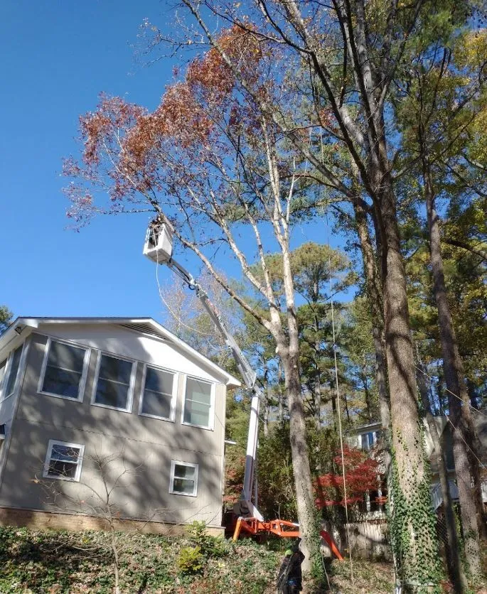 Longhorn Tree Service gallery 3