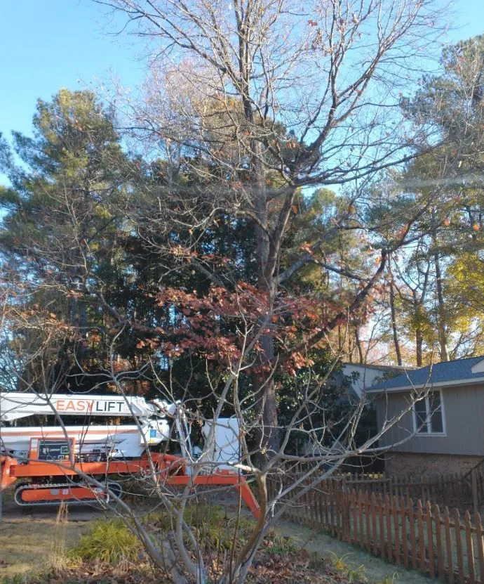 Longhorn Tree Service gallery 4