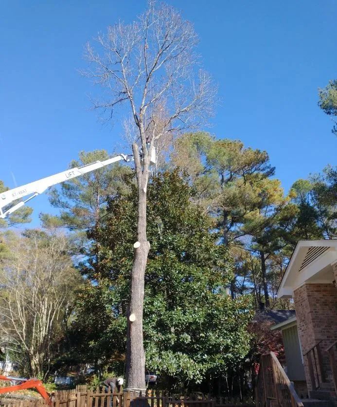 Longhorn Tree Service gallery 5