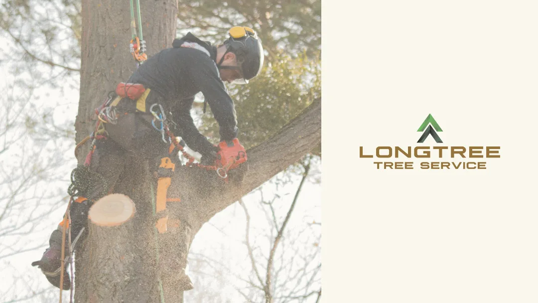Longtree Tree Service work site