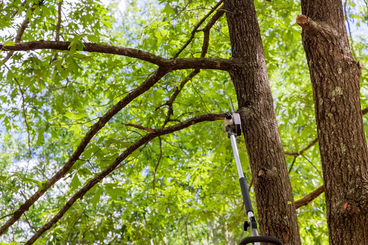 Longtree Tree Service gallery 2