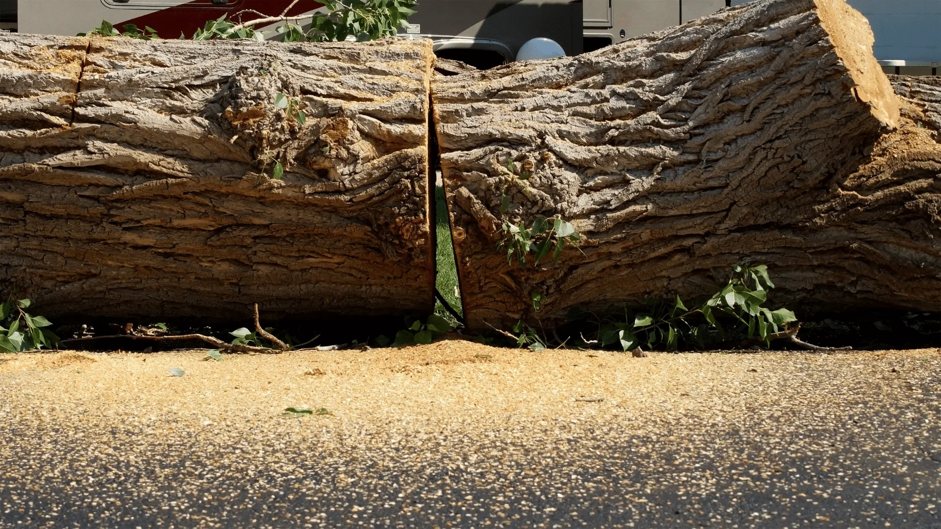 Longtree Tree Service gallery 4