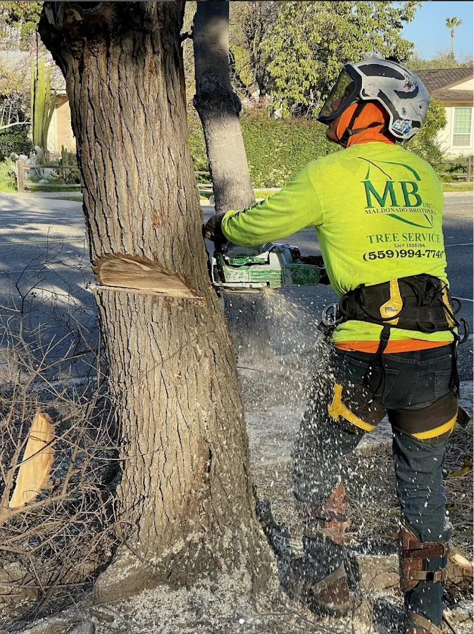 Maldonado Brothers Tree Service