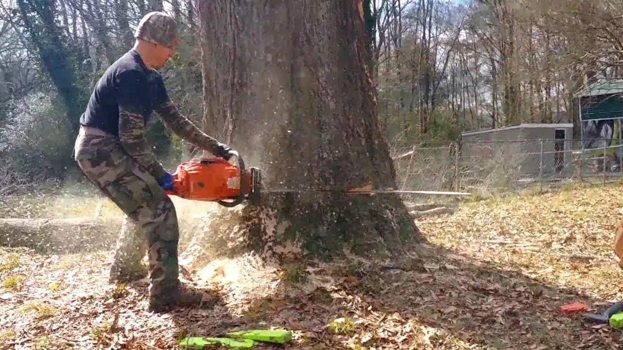 Manhattan Tree Care gallery 6