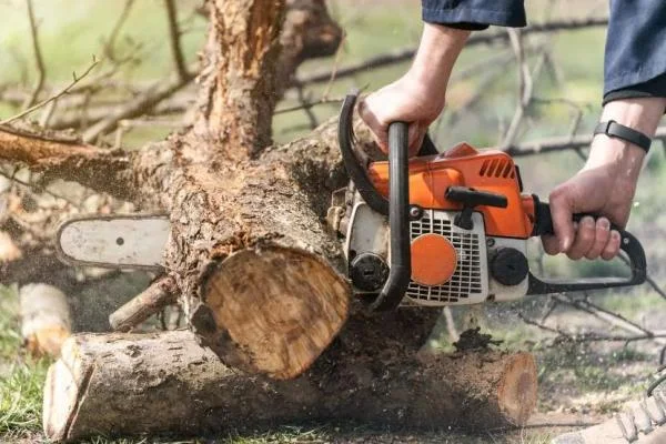 Manhattan Tree Care gallery 8