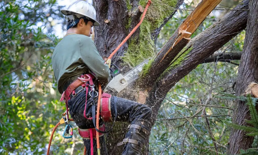 Manhattan Tree Care gallery 10