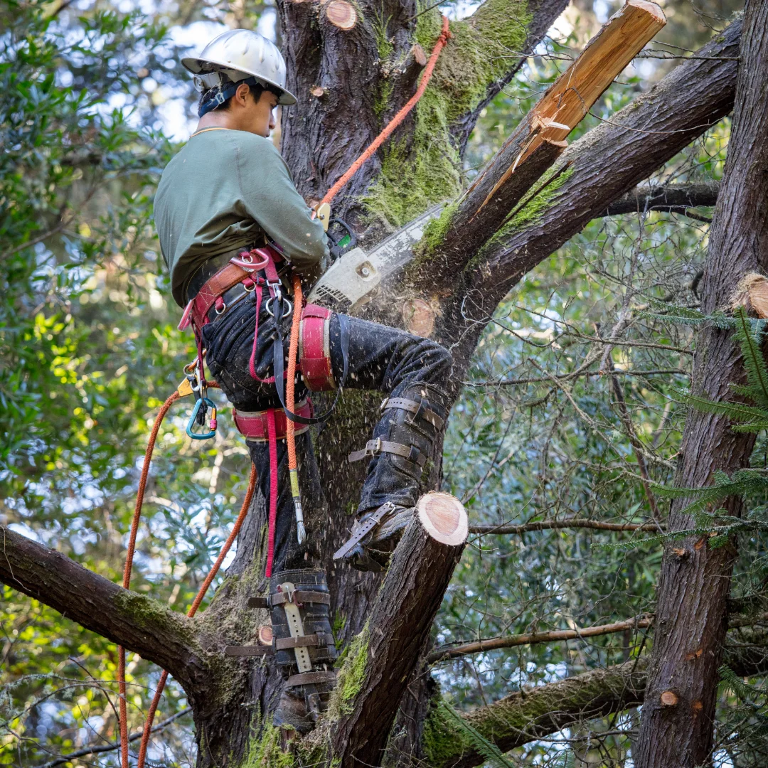 Manhattan Tree Removal gallery 8