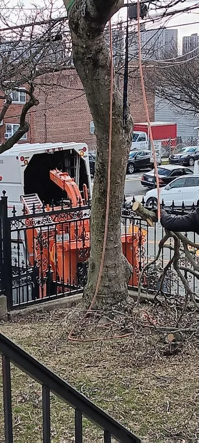 Manhattan Tree Services NYC
