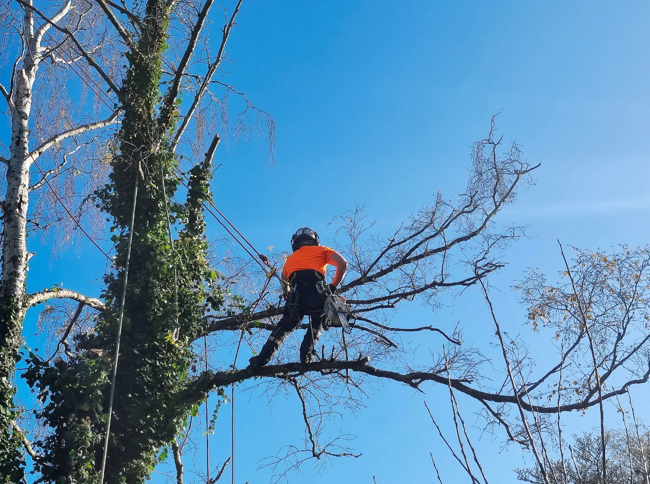 Manhattan Tree Services NYC gallery 5