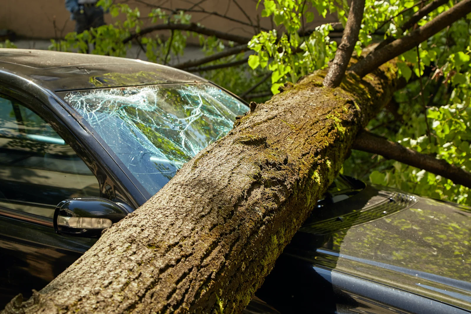 Manhattan Tree Services NYC gallery 7