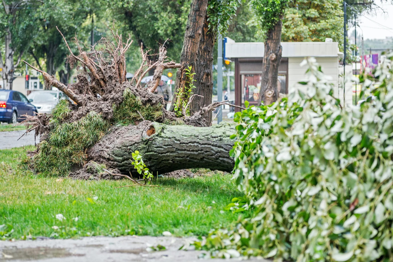 Manhattan Tree Services NYC gallery 8