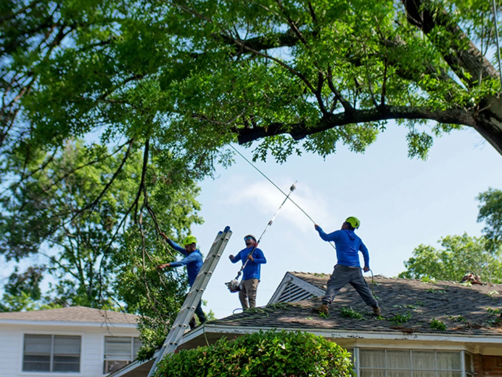 Manhattan Tree Services NYC gallery 10
