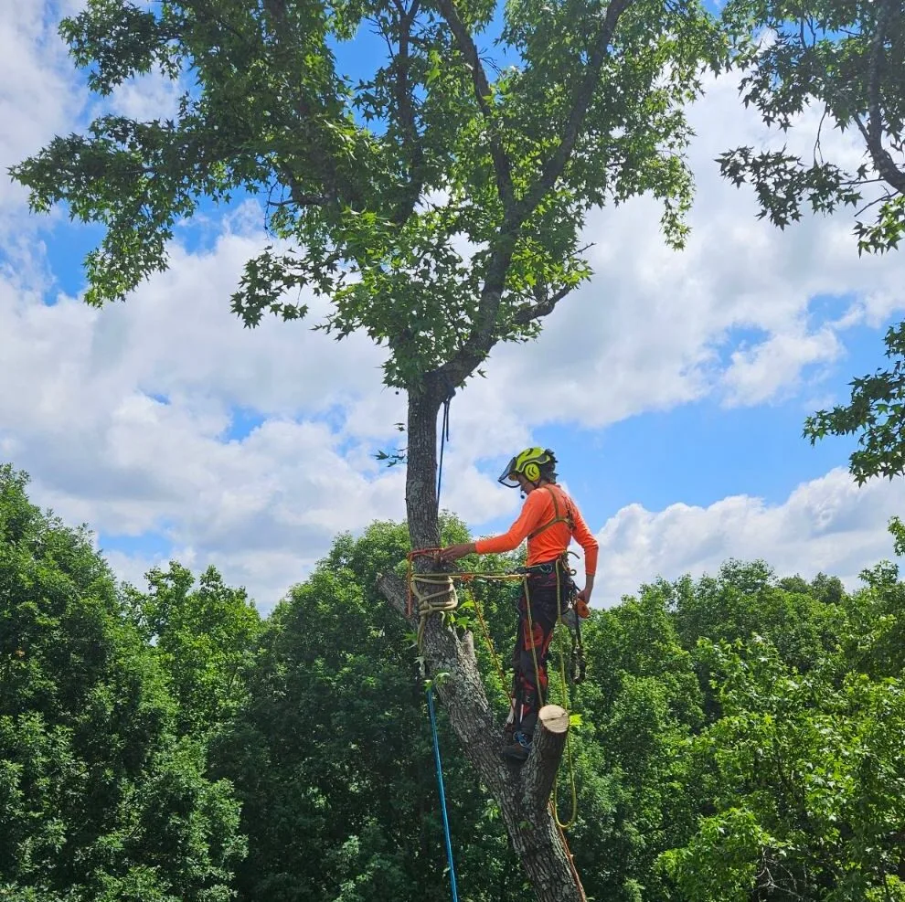 Marc's Tree Service gallery 2