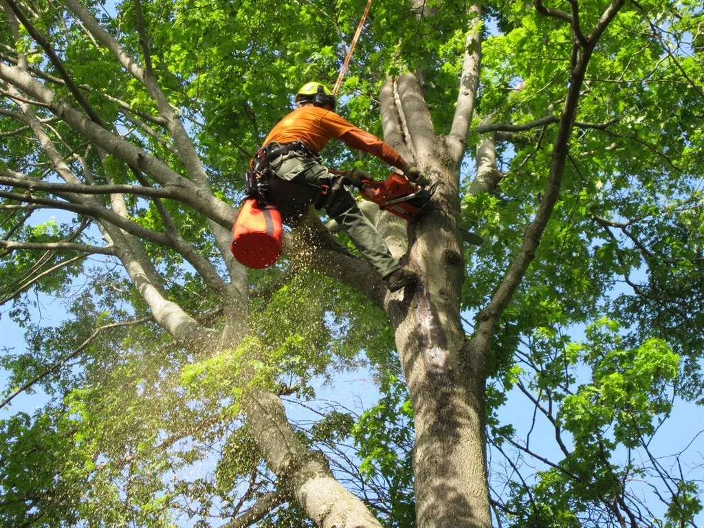 Marc's Tree Service gallery 9