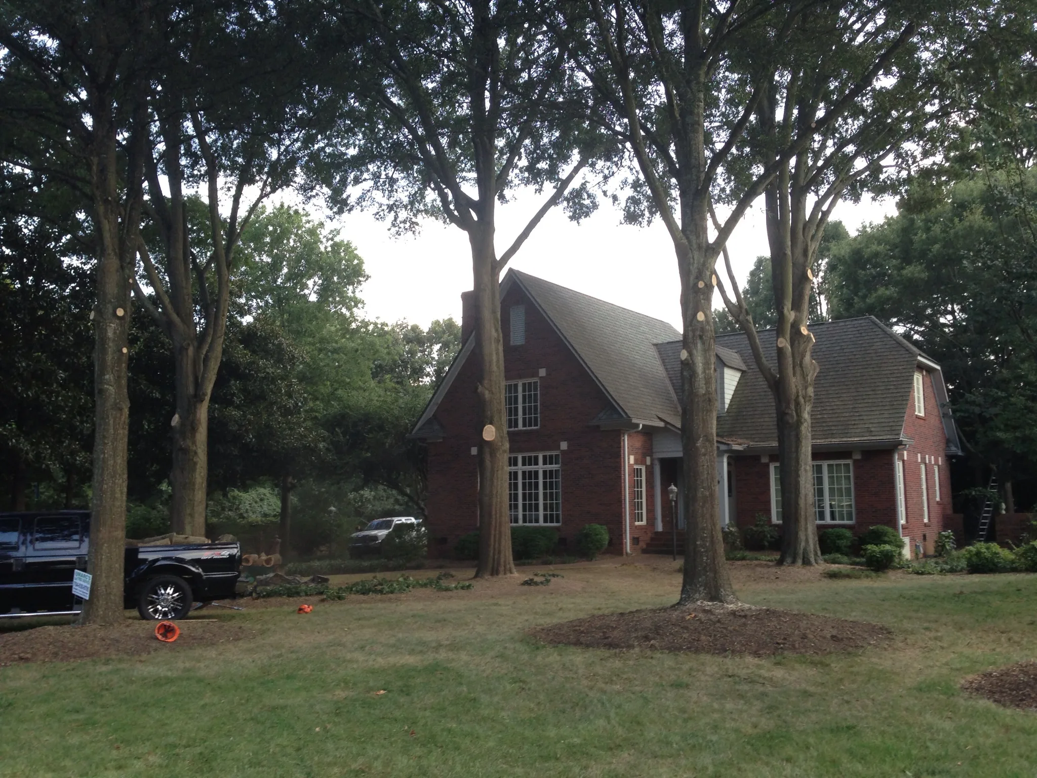 Marc's Tree Service gallery 10