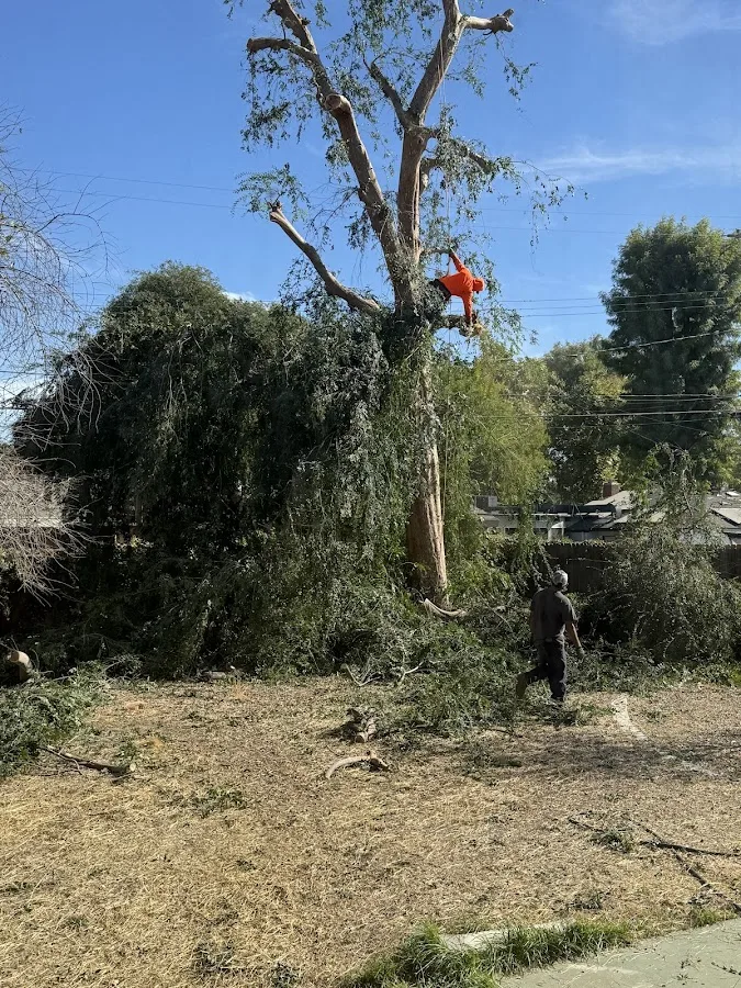 Mario's Tree Services