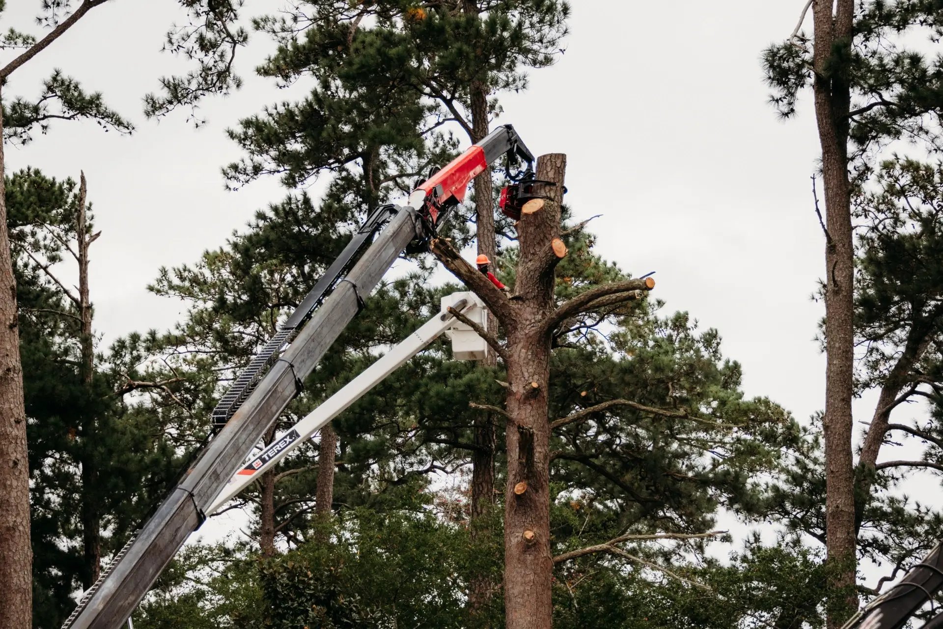 Marshall's Tree Service gallery 6