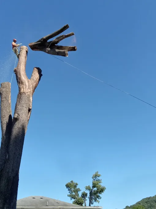 Martys Tree Service gallery 3