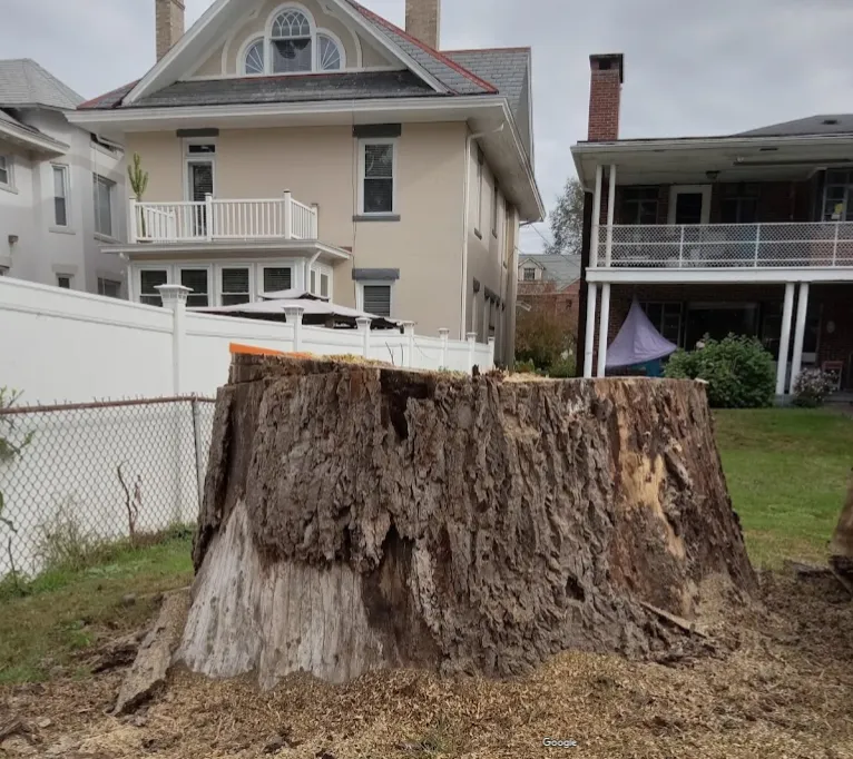 Martys Tree Service gallery 5