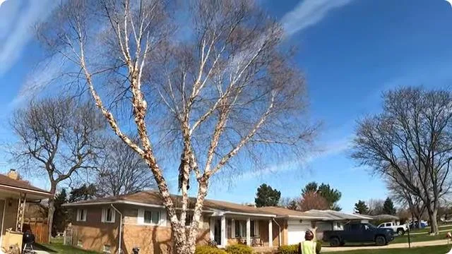 Master Tree Removal of Plano