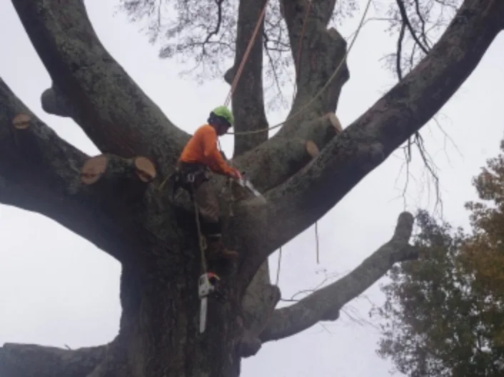 Master Tree Removal of Plano gallery 3