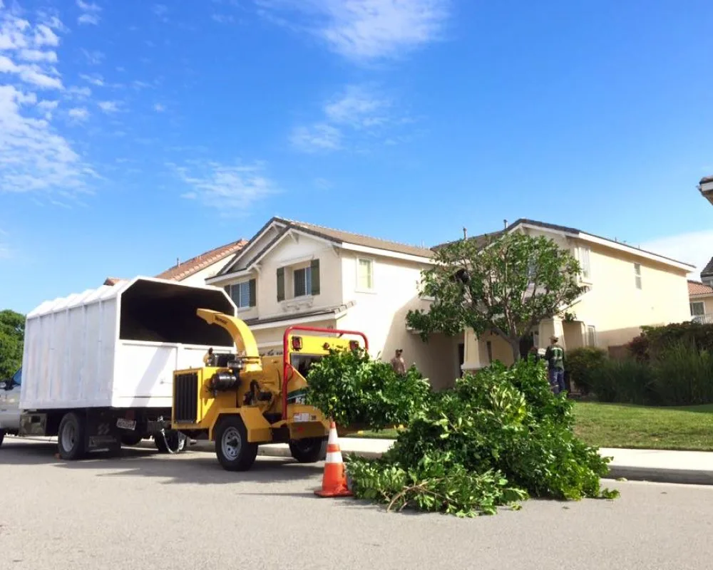 Melendez Tree Service gallery 4
