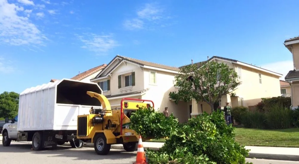 Melendez Tree Service gallery 5