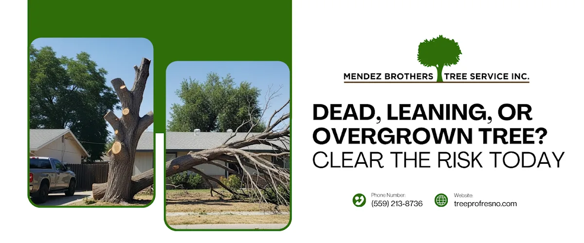 Mendez Brothers Tree Service gallery 2