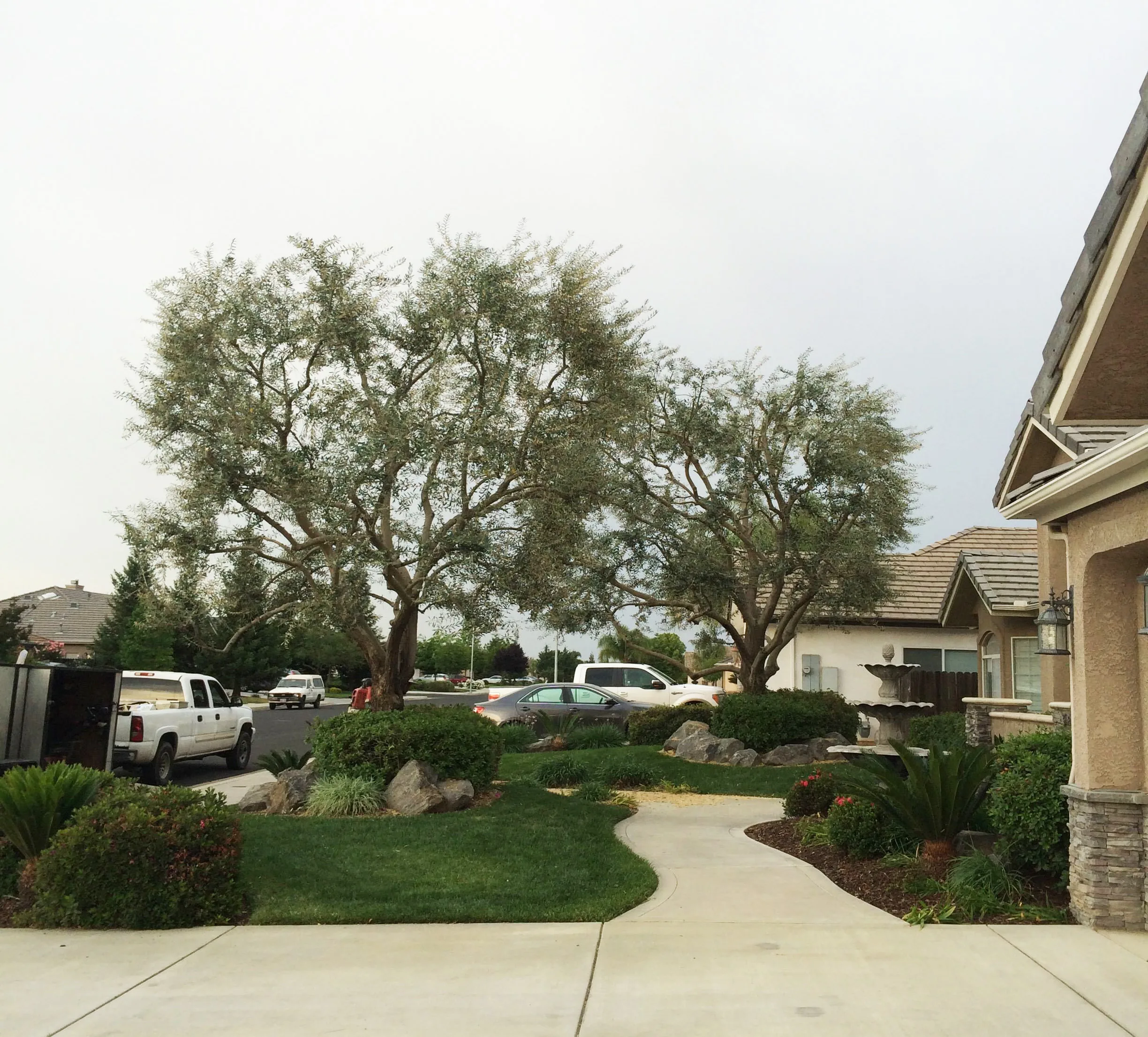 Mendez Brothers Tree Service gallery 3