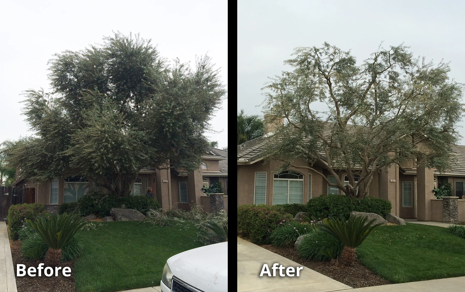 Mendez Brothers Tree Service gallery 4
