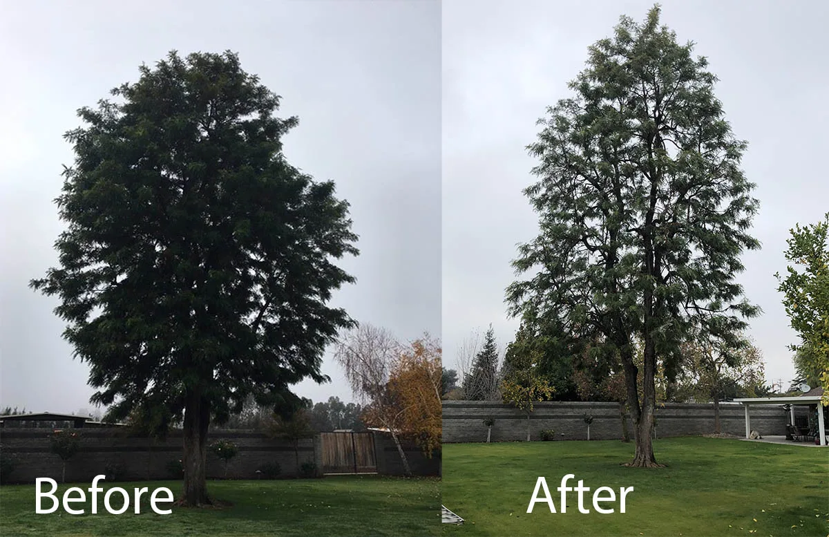 Mendez Brothers Tree Service gallery 5