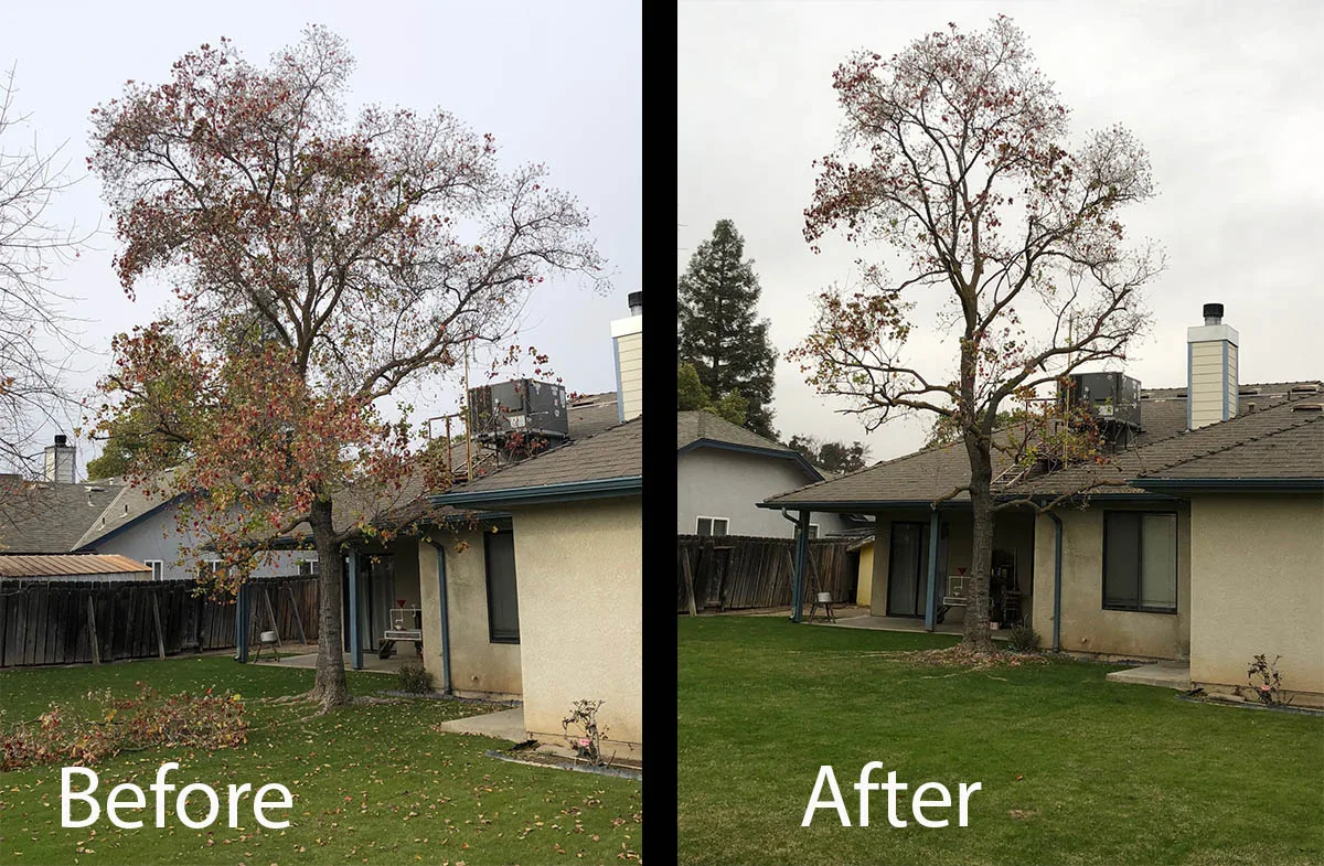 Mendez Brothers Tree Service gallery 6