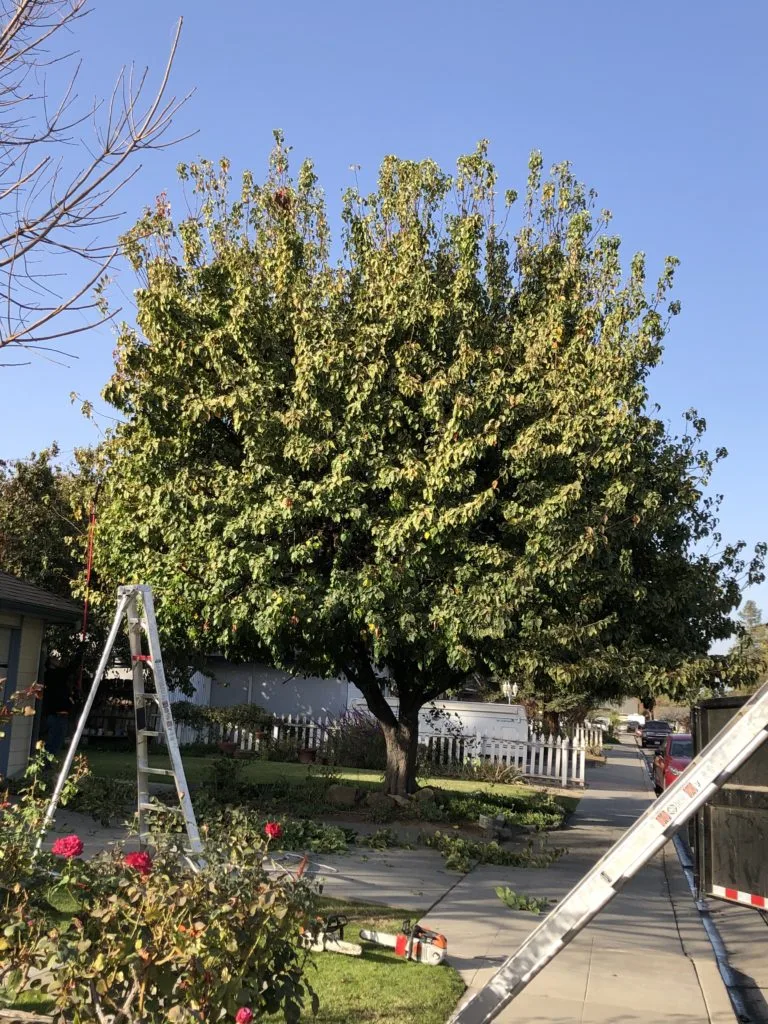 Mendez Brothers Tree Service gallery 7
