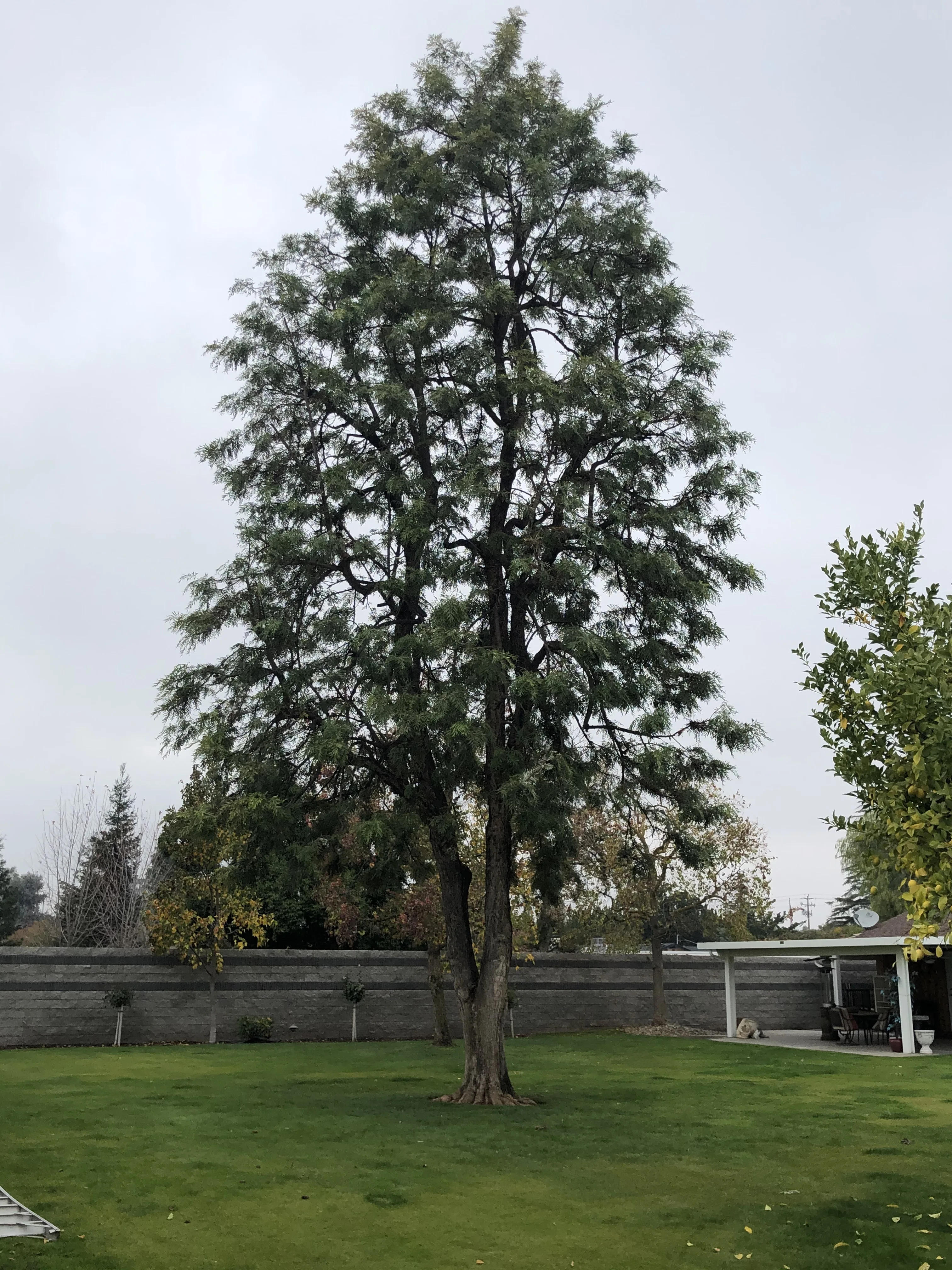 Mendez Brothers Tree Service gallery 8