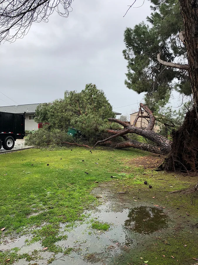 Mendez Brothers Tree Service gallery 9