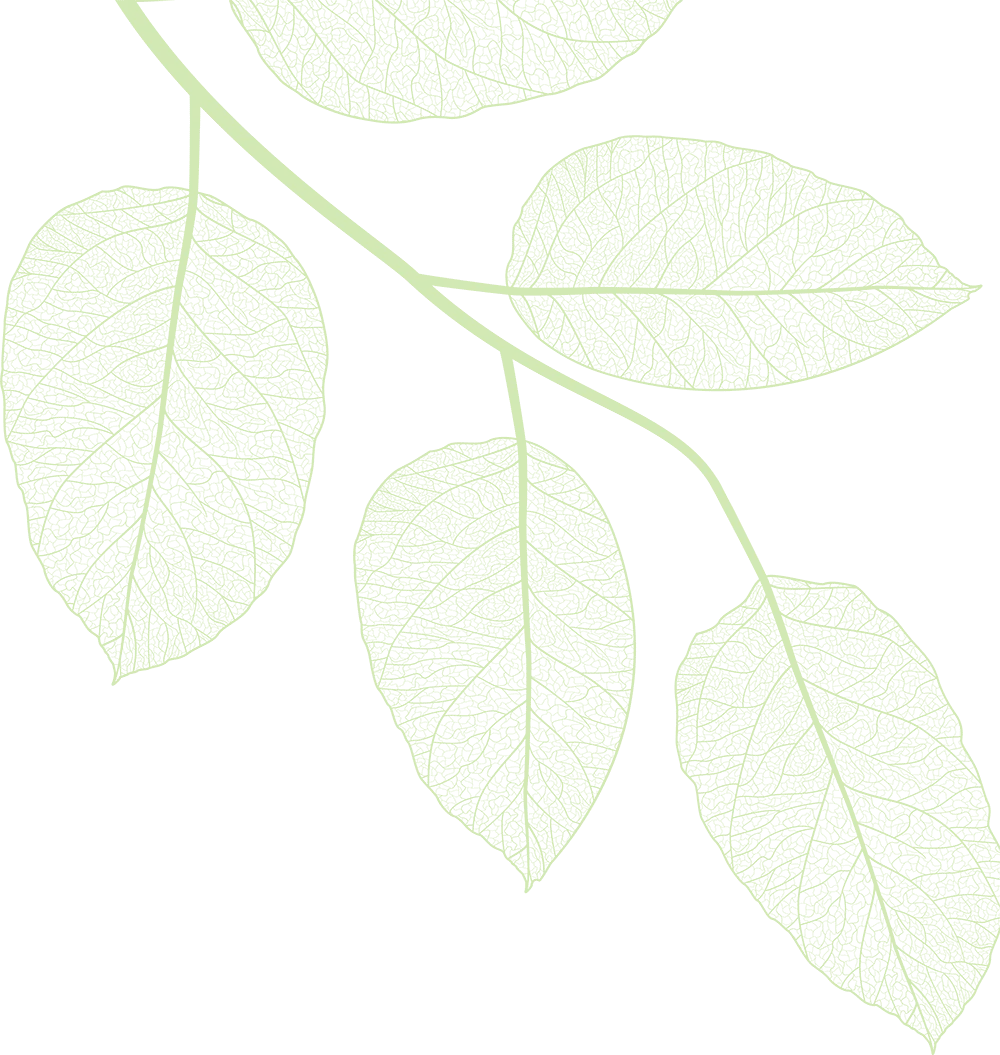 Mercer Tree Service gallery 6