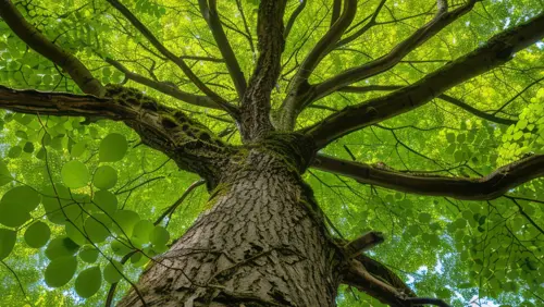 Metallo Stump Removal and Tree Services gallery 4