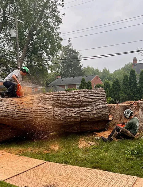 Metro Detroit Tree & Firewood gallery 8