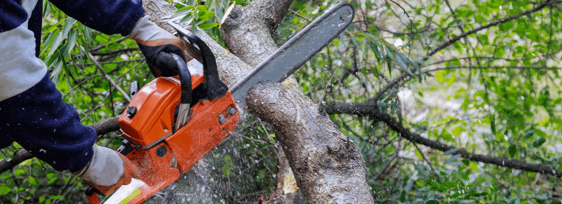 Miley's Tree Experts gallery 3