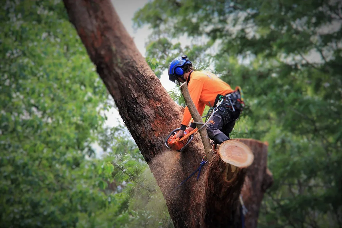 Miley's Tree Experts gallery 5