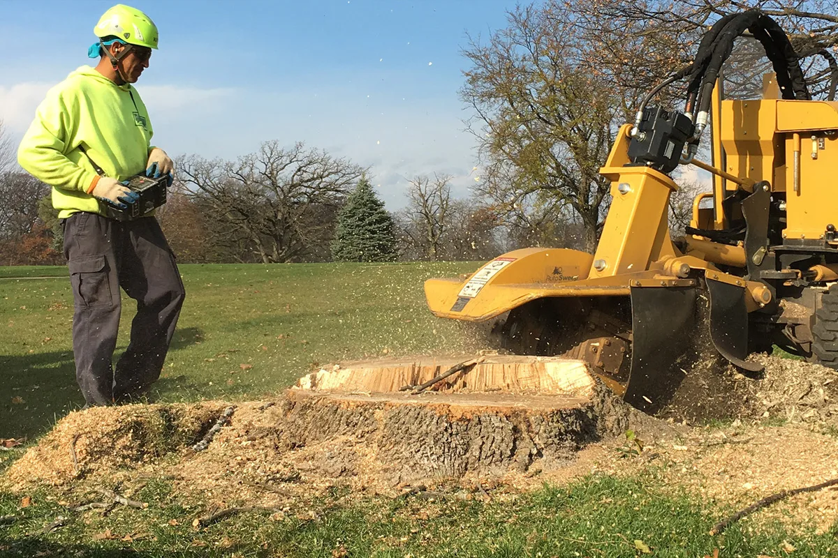 Miley's Tree Experts gallery 7