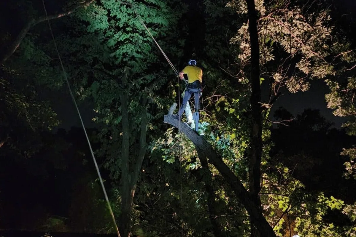 Miley's Tree Experts gallery 8