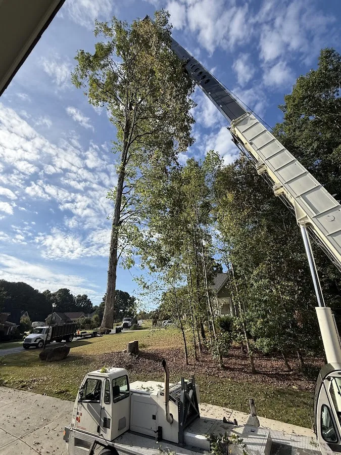Molina's Tree Service & Landscaping LLC work site