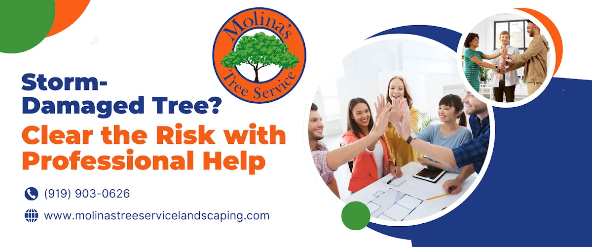 Molina's Tree Service & Landscaping LLC gallery 2