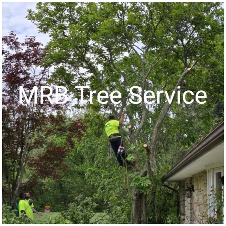 MRB Tree Service - Beavercreek, OH