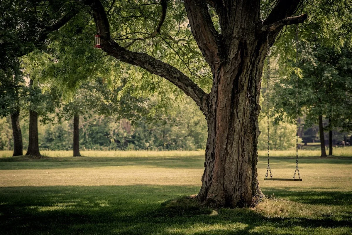 Murray Tree Care