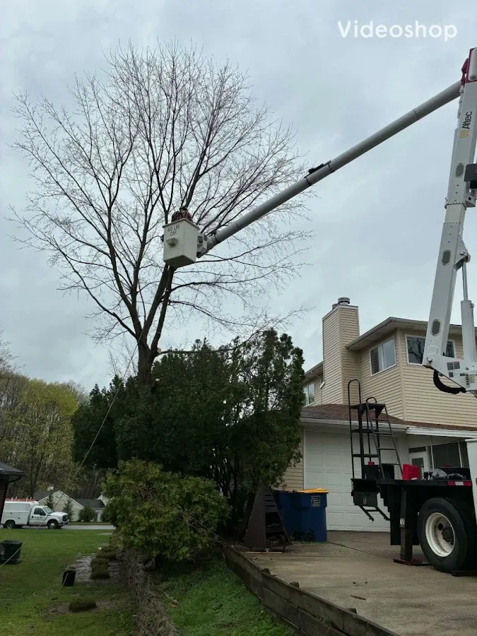 MV Tree LLC