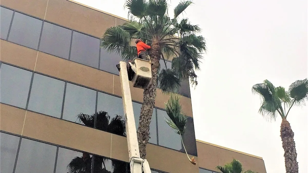 My Tree Experts